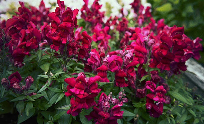 80943 Antirrhinum majus F1 Snappy Violet